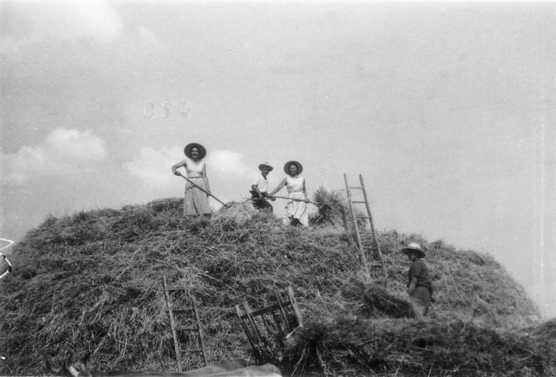 ​Temps de pause durant confection d'un gerbier (plonjon) rectangulaire et paire de bovidés (parelh) attelée à un char (carri), à Saint-Pierre de Gourjas, 1950-1955
