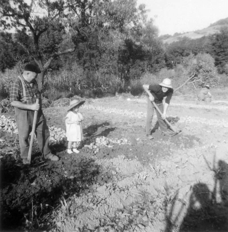 Récolte des pommes de terre (patanons, trufas, trufes, trufets), à La Salce, 1966