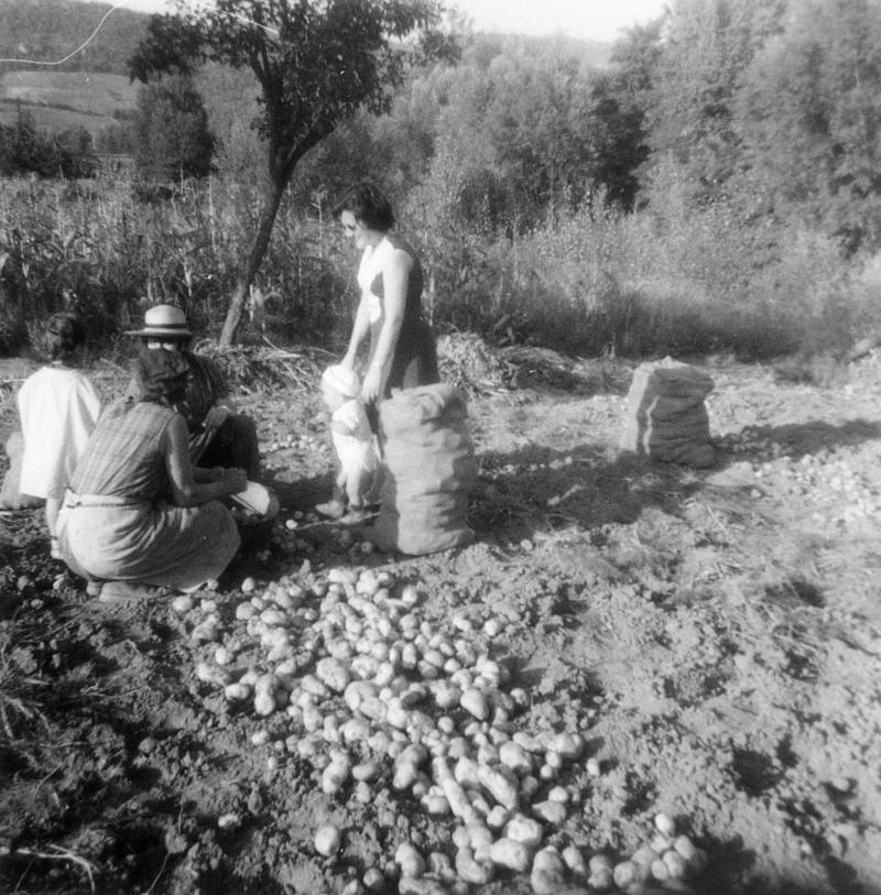 Récolte des pommes de terre (patanons, trufas, trufes, trufets), à La Salce, 1966