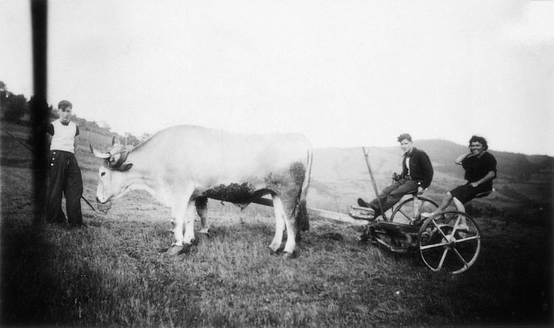 Temps de pause durant fauchage mécanisé avec paire de bovidés (parelh), à La Capelle, 1940