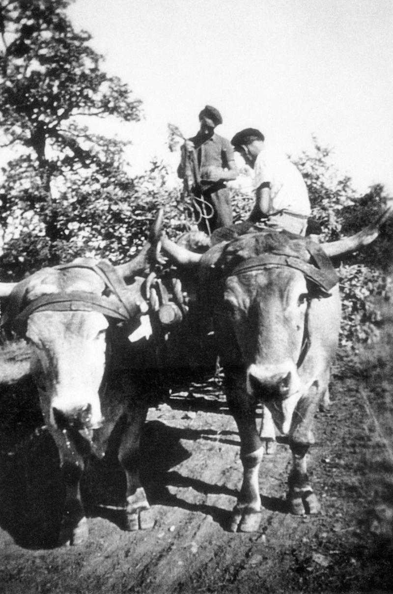 ​Deux hommes sur un char (carri) et paire de bovidés (parelh), à Ségonzac, 1949