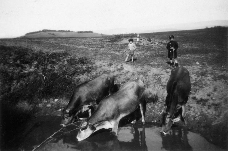  Trois bovidés s'abreuvant dans un étang (estanh, pesquièr) sous la garde de deux garçons, au Viala