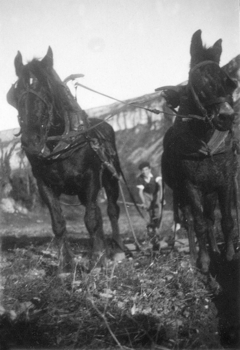 Hersage mécanisé avec paire d'équidés (coble), 1943
