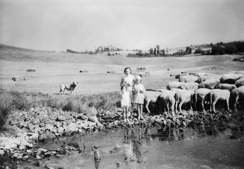 Trois jeunes filles et troupeau (tropèl) d'ovidés près d'une lavogne (lavanha, lavònha), à Castel Crémat, 1964
