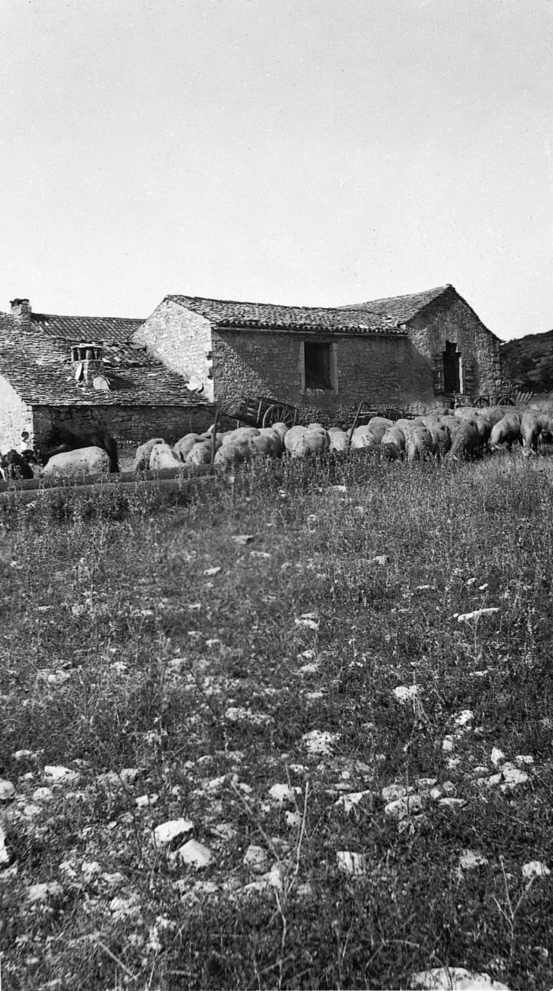 Troupeau (tropèl) d'ovidés devant une ferme (bòria), aux Fournials, 1935-1940
