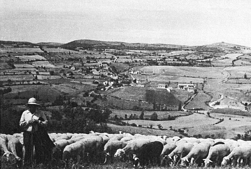 Berger (pastre) du Mas gardant un troupeau (tropèl) d'ovidés, à Lauras, 1952