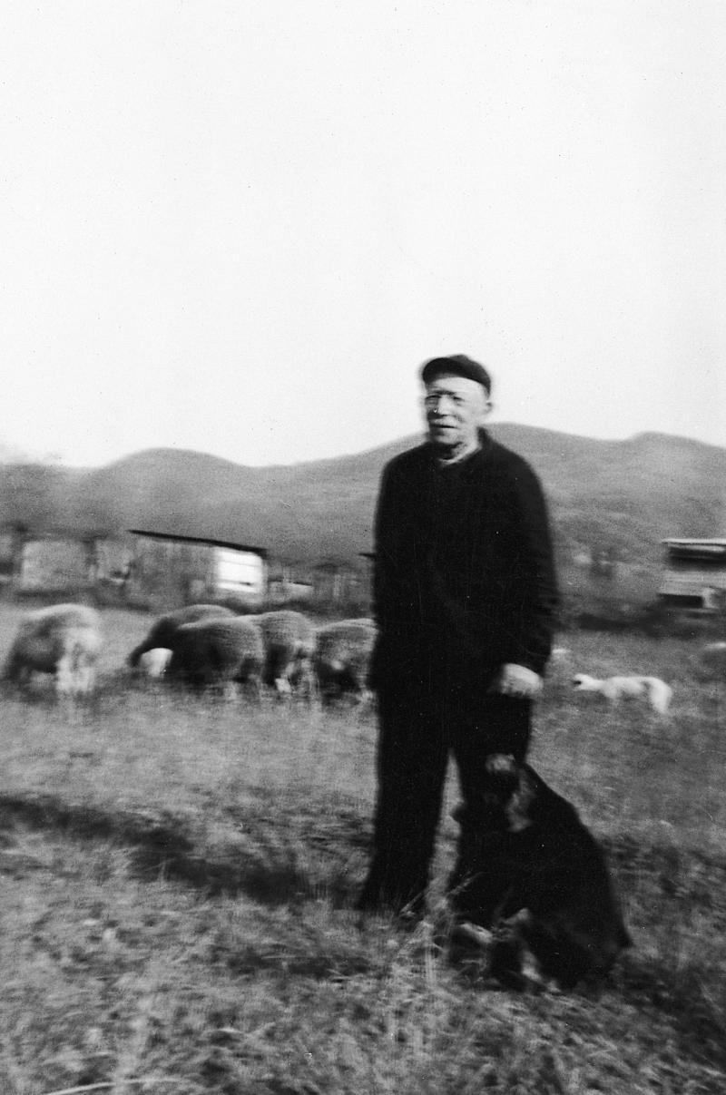  Homme gardant un troupeau (tropèl) d'ovidés devant des cabanes (cabanas), 1959