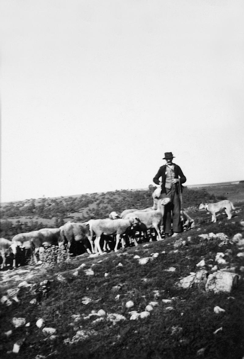  Homme gardant un troupeau (tropèl) d'ovidés, à Nougayrolles, 1944