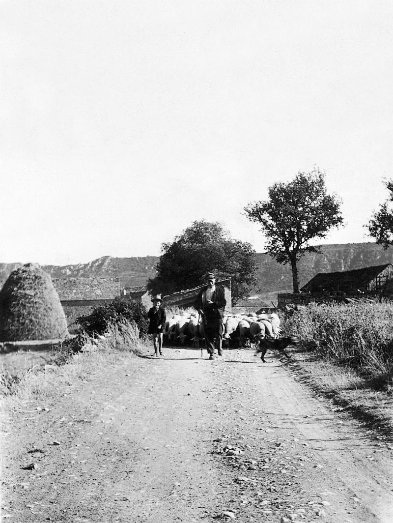  Enfant et homme conduisant un troupeau (tropèl) d'ovidés dans un chemin (camin) et gerbier (plonjon), à Saint-Pierre de Gourjas, 1944