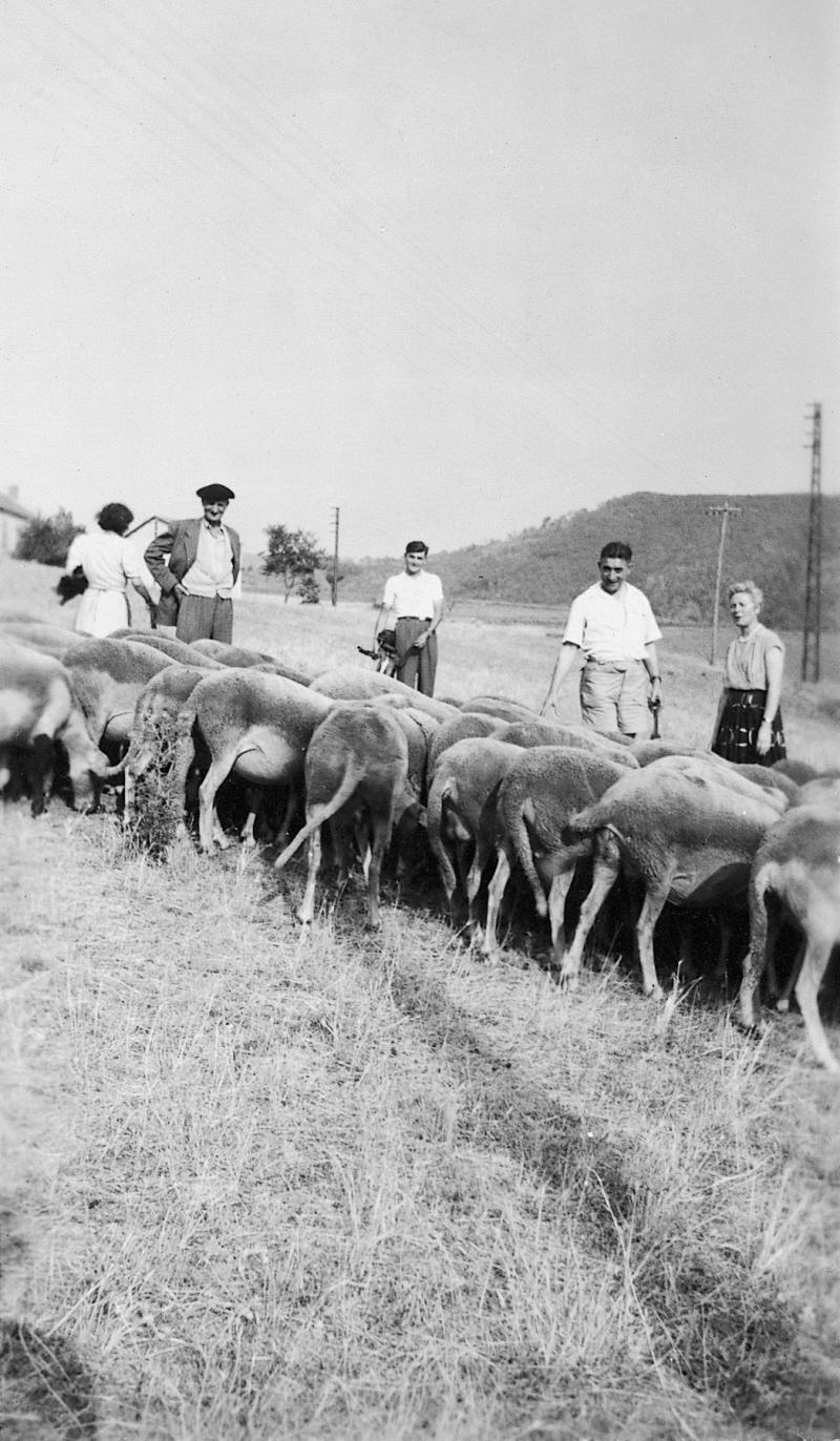 Personnes et troupeau (tropèl) d'ovidés, à La Borie, 1960