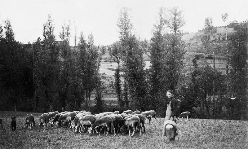 Femme gardant un troupeau (tropèl) d'ovidés, aux Vernières, 1934