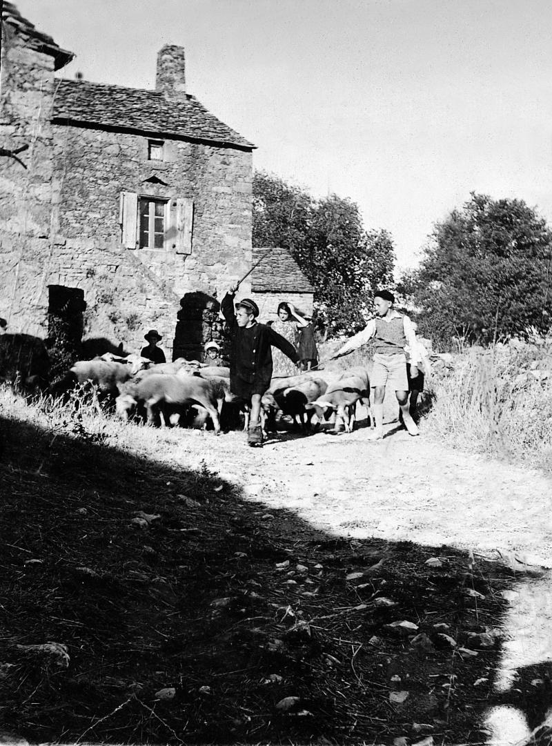 Garçons et filles conduisant un troupeau (tropèl) d'ovidés devant une maison (ostal), à Saint-Pierre de Gourjas, 1942
