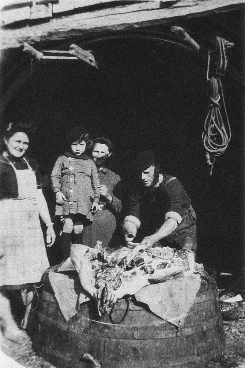 ​Abattage (masèl) du cochon (pòrc, tesson) : dépeçage sur baquet renversé, à Vendeloves, 1940