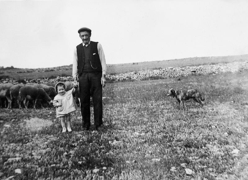 Troupeau (tropèl) d'ovidés, homme tenant un enfant par la main et chien (can), à Saint-Pierre de Gourjas, 1962