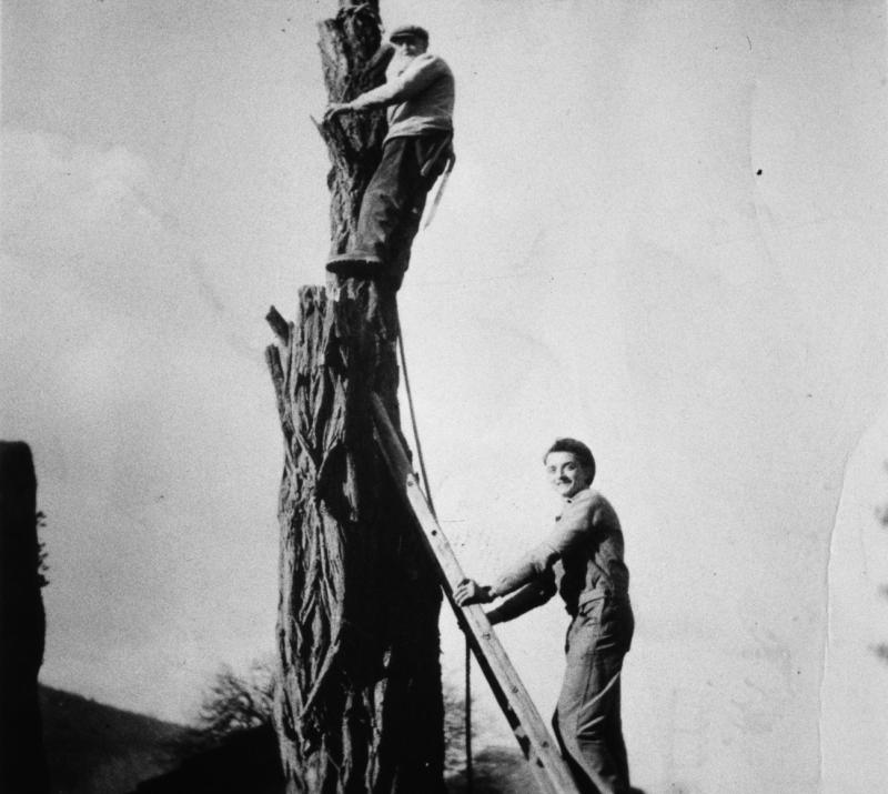  Temps de pause durant abattage d'un arbre (aure) par étêtement, mars 1951
