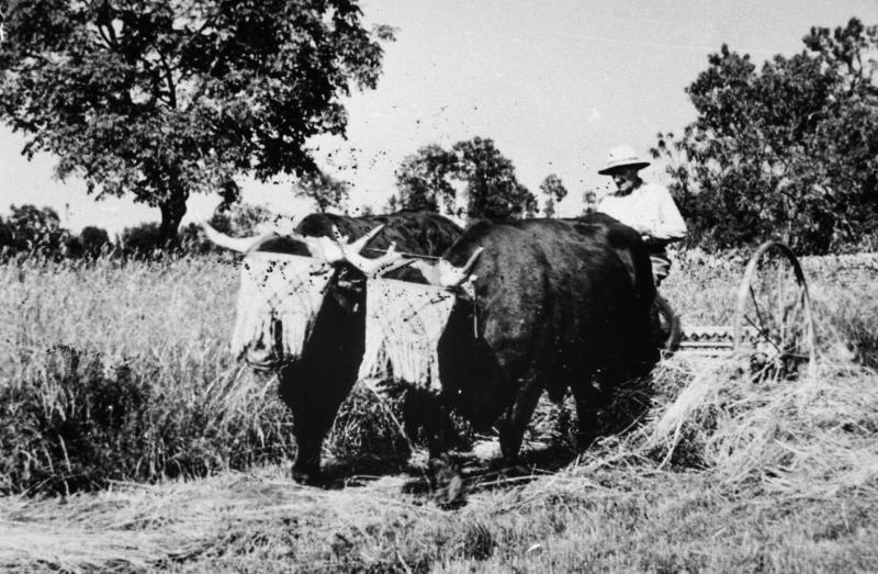 Râtelage mécanisé avec paire de bovidés (parelh), à Salusses, juin 1961