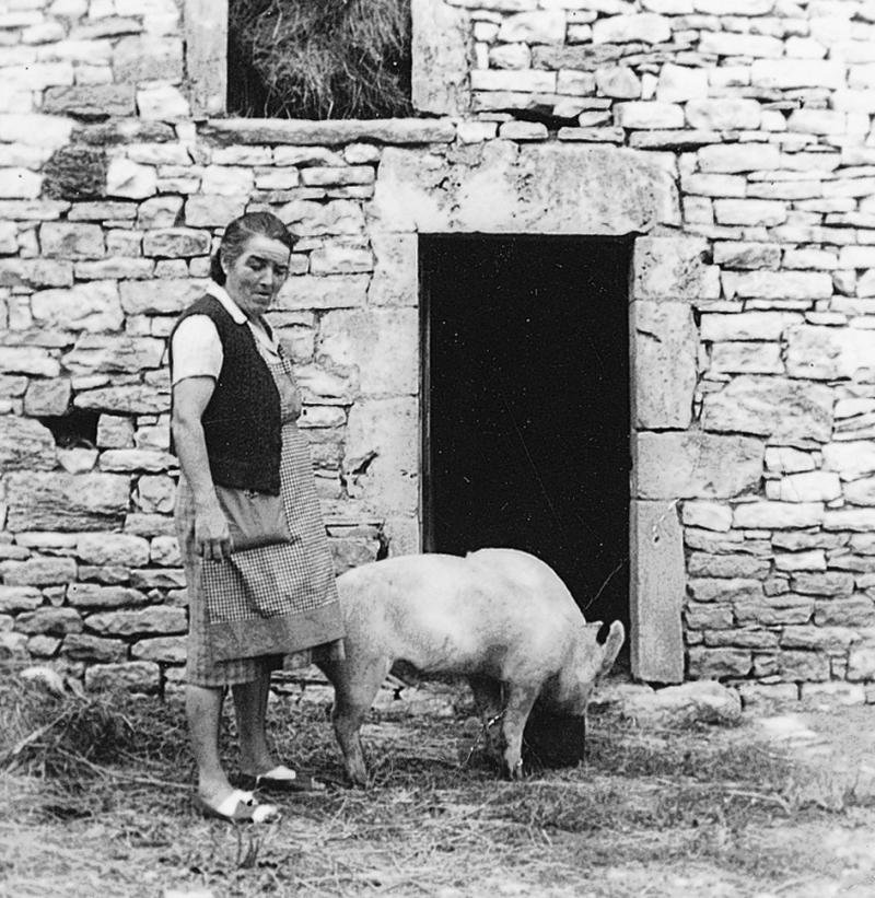 Femme donnant à manger à un cochon (pòrc, tesson), à Malbosc, 1961