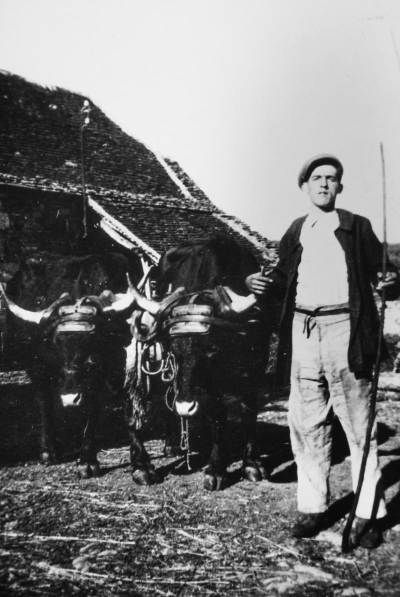 Homme et paire de bovidés (parelh), au Mas d'Espagnol, 1934
