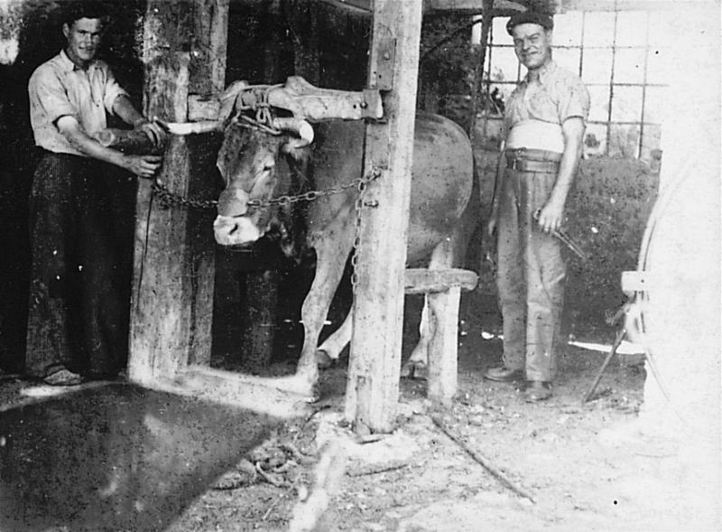 Temps de pause durant ferrage d'une vache (vaca) immobilisée dans un travail à ferrer (congrelh, trabalh), 1948