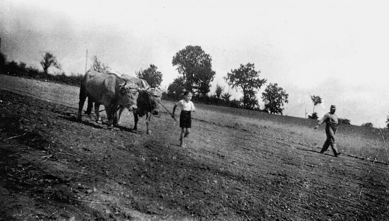 Garçon guidant une paire de bovidés (parelh) tirant une herse et homme semant à la volée, 1943