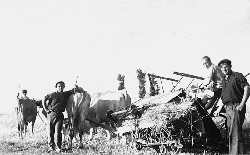Temps de pause durant moisson (meisson, sèga) mécanisée avec deux paires de bovidés (prodèl) attelées à une moissonneuse lieuse (ligaira, liusa) avec rabatteurs, à Terre Peyrié, juillet 1955