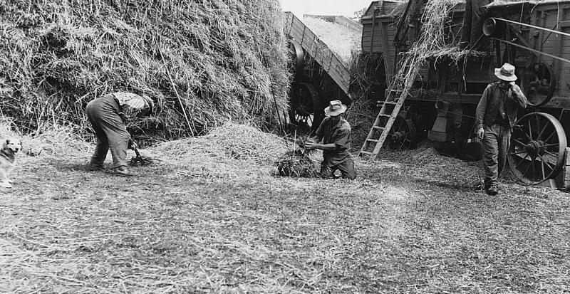 Hommes récupérant le grain (gran) devant une batteuse (batusa), à Linieyroux, août 1962