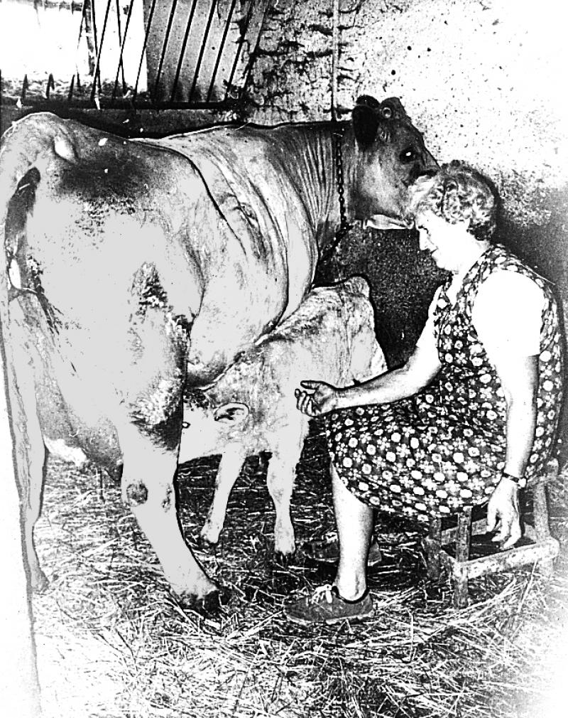 Femme surveillant un veau (vedèl) têter sa mère dans une étable (estable), en Peyralès (secteur de La Salvetat Peyralès), juillet 1982
