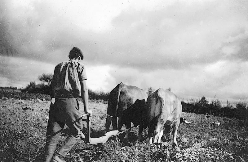Homme labourant avec une charrue Dombasle et une paire de bovidés (parelh)