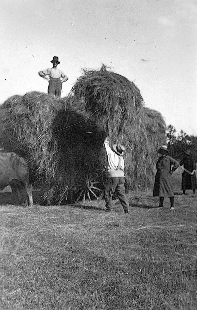 Chargement manuel du foin (fen) sur un char (carri) attelé à une paire de bovidés (parelh), femme peignant la charretée (carrada), à Bonnefon, 14 juillet 1932