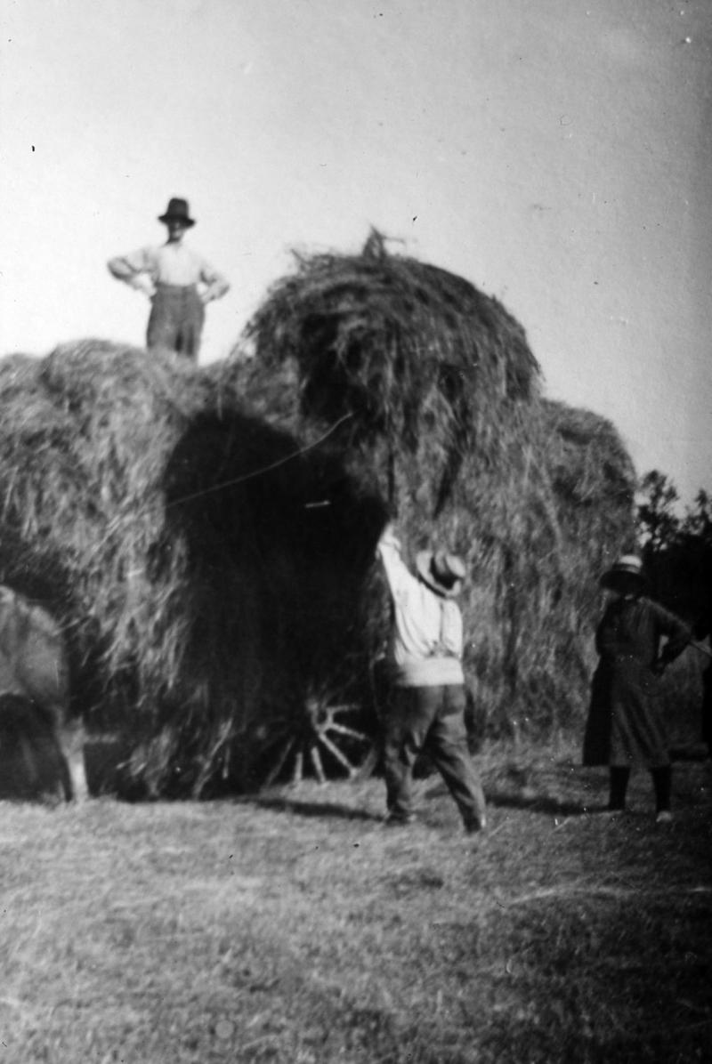 Chargement manuel du foin (fen) sur un char (carri) attelé à une paire de bovidés (parelh), femme peignant la charretée (carrada), à Bonnefon, 14 juillet 1932