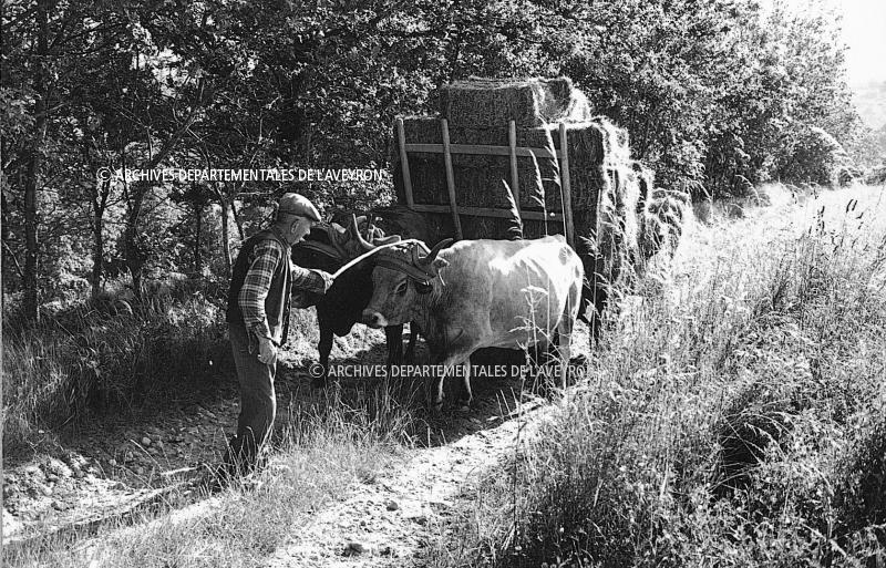 Charroi (carreg) sur un chemin de terre (carral) de bottes de foin (fen) rectangulaires avec une paire de bovidés (parelh) et un char (carri), à Puech Amans, 27 juin 1977
