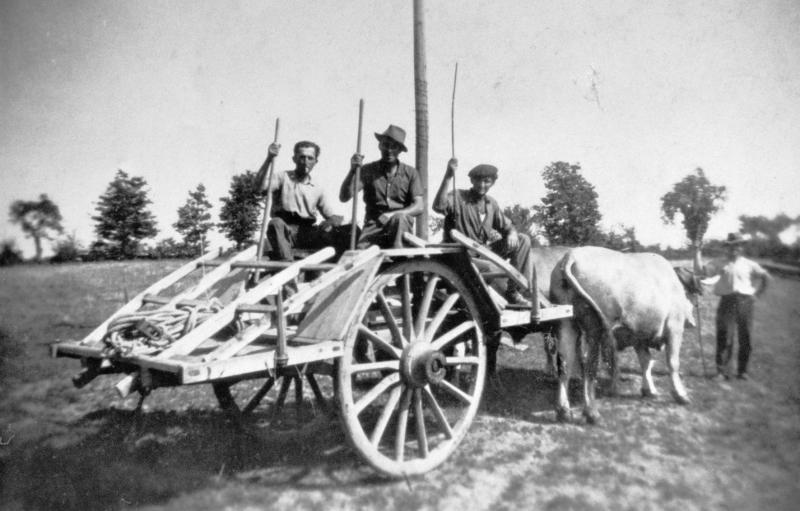 Trois hommes sur un char (carri) avec garde-boue et ridelles (escaletas) rabattues et paire de bovidés (parelh), dans le Naucellois (secteur de Naucelle)