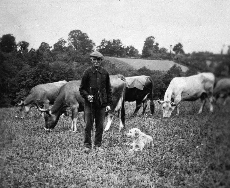 Temps de pause durant garde d'un troupeau de bovidés (vacada), dont un avec un manteau (saile), dans une prairie (prada, prat),  dans le Naucellois (secteur de Naucelle)