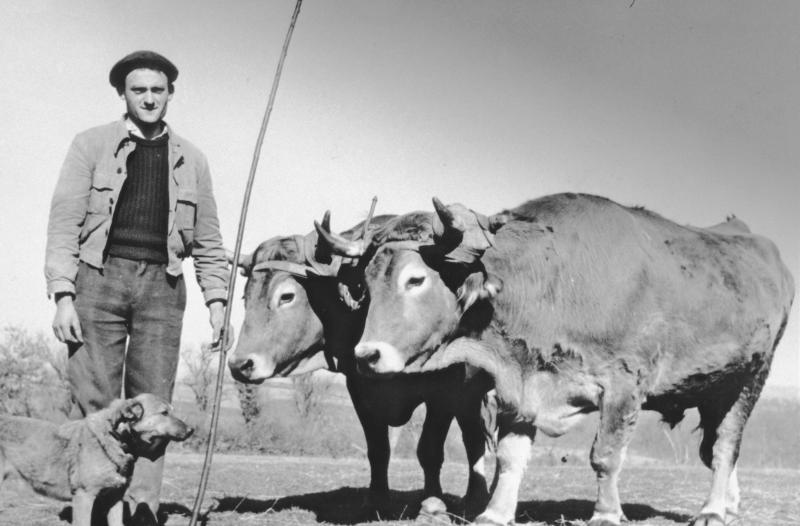 Homme et chienne (canha) devant une paire de bovidés (parelh), 1956