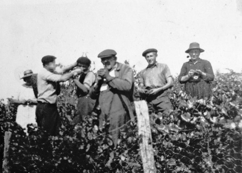 Homme écrasant (mostar) une grappe de raisin (rasim) sur le visage d'un vendangeur (vendemiaire, vendenhaire), dans le Naucellois (secteur de Naucelle)
