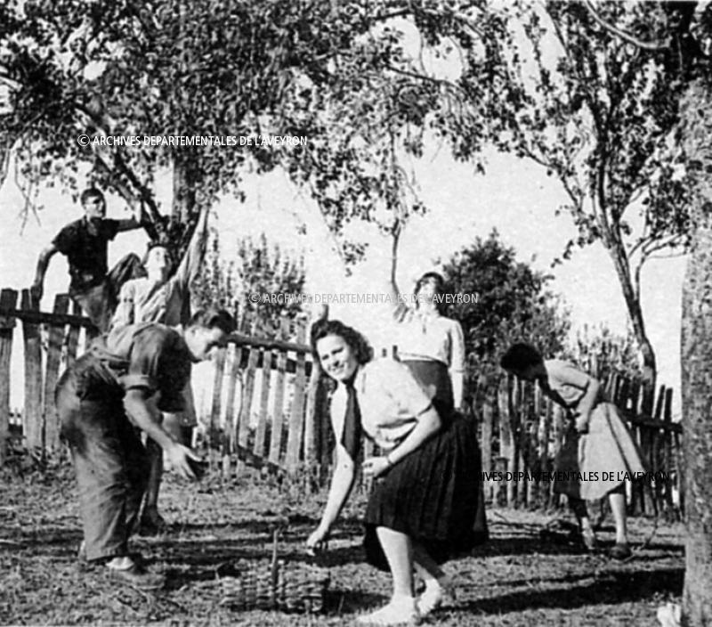 Personnes secouant des pruniers (prunièrs) et ramassant les prunes (prunas), à Puech Amans, août 1942