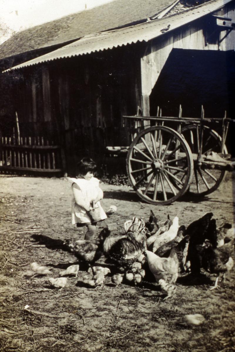 Fillette donnant à manger (apasturar) à un coq (gal, pol), des poules (galinas, polas) et poussins (cotins, polsins) devant un char (carri) et un hangar en planches (cabanat), au Lac Blanc, 1960