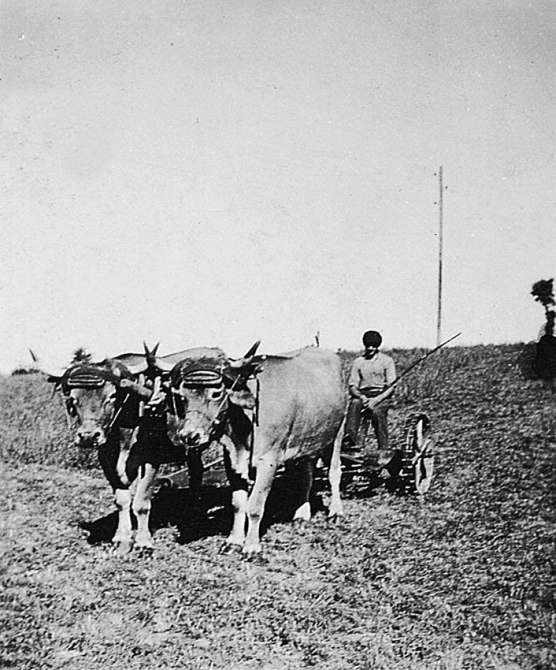 Temps de pause durant fauchage mécanisé avec paire de bovidés (parelh) et une faucheuse (dalhusa, segaira), à La Borie Haute, 1945