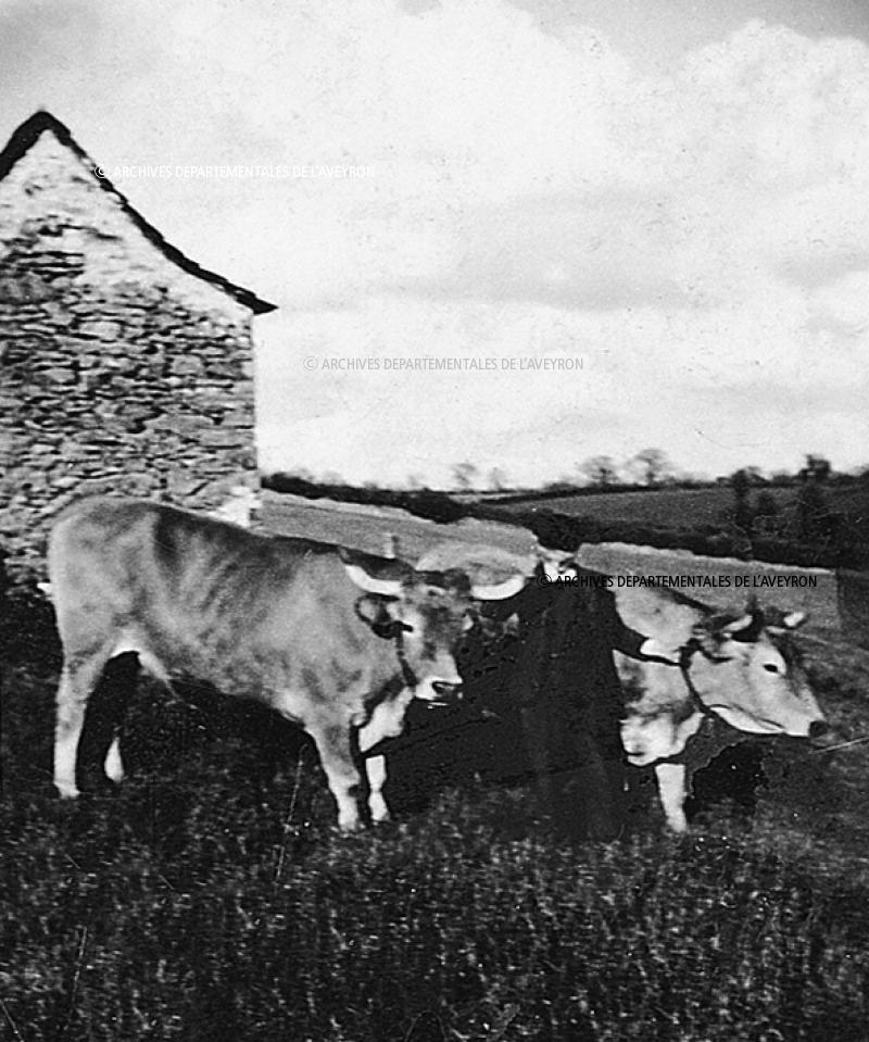 Homme avec deux bovidés dans une prairie (prada, prat), à La Borie Haute, 1946