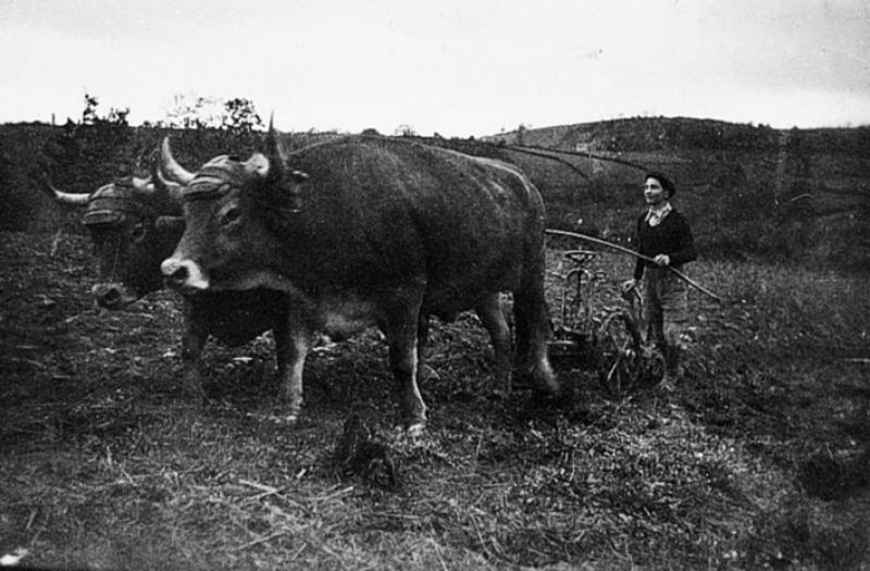 Labour (laur, laurada) avec charrue Brabant et paire de bovidés (parelh), en Ségala (secteur de Baraqueville-Sauveterre : Boussac ?)