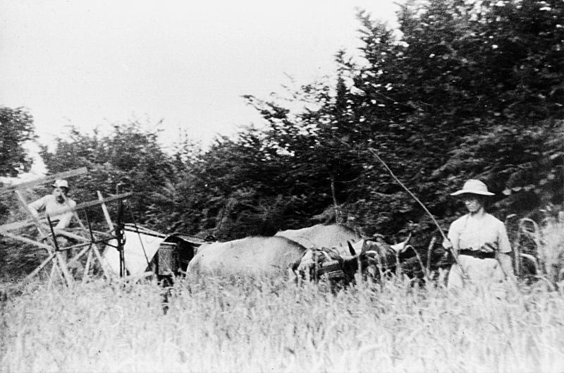 Moisson (meisson, sèga) mécanisée avec paire de bovidés (parelh) et moissonneuse lieuse (ligaira, liusa) à rabatteurs, à Merlet, 16 août 1963