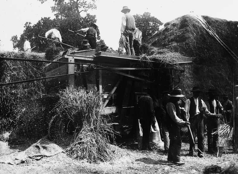 Dépiquage (escodre) mécanisé à la batteuse (batusa) actionnée par une locomobile (caufusa) et ensachage du grain (gran), à La Planque, 1910