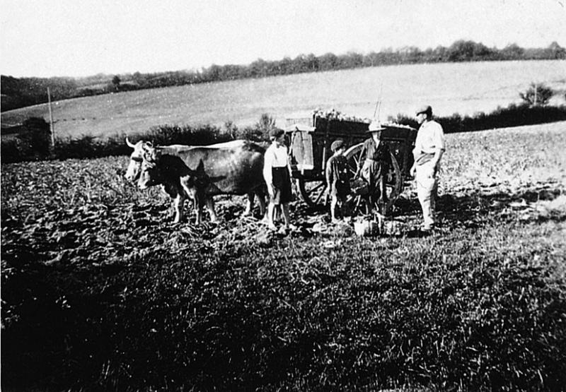 Temps de pause durant ramassage des pommes de terre (patanons, trufas, trufes, trufets) avec paire de bovidés (parelh) et tombereau (tombarèl), à L'Issanchou