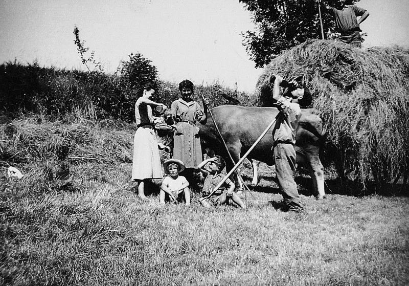 Temps de pause (beguda) durant râtelage et chargement manuels du foin (fen) sur un char (carri) attelé à une paire de bovidés (parelh), homme buvant à la régalade (al galet), aux Garrigues, 1956