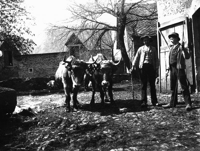 Paire de bovidés (parelh) et deux hommes avec aiguillons (agulhadas) dans une cour de ferme (bòria), à La Planque, vers 1910