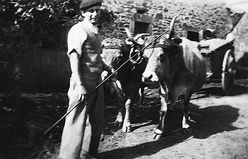 Homme devant une paire de bovidés (parelh) et tombereau (tombarèl) après arrachage des pommes de terre (patanons, trufas, trufes, trufets), à Campan, octobre 1942