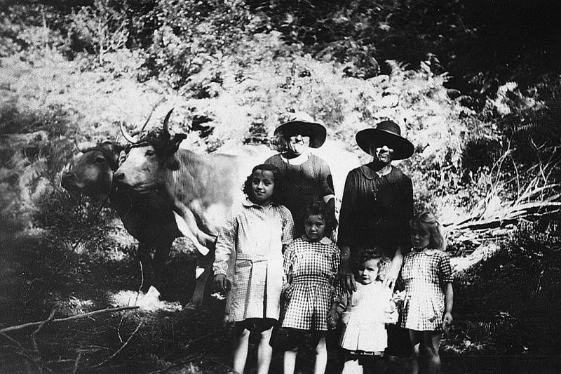 Femmes et fillettes devant une paire de bovidés (parelh) durant débardage du bois (lenha), à Malrieu, 1947