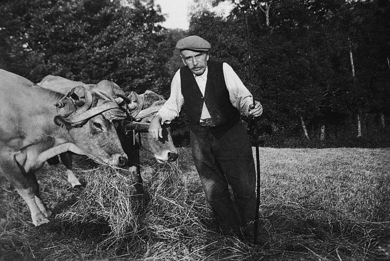 Homme devant paire de bovidés (parelh) broutant du foin (fen), au pré de Saint-Vital, 1948