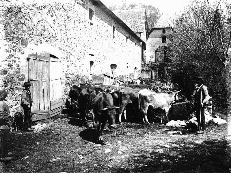 Hommes surveillant un troupeau de bovidés (vacada) s'abreuvant devant une étable (estable), à La Planque, 1910