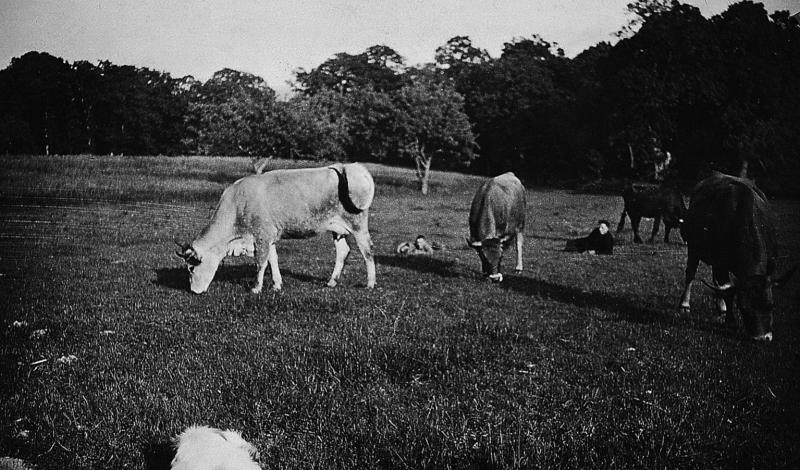 Troupeau de bovidés (vacada) et hommes allongés dans une prairie (prada, prat), 1930